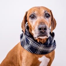 hundsoadli Hundeloop 