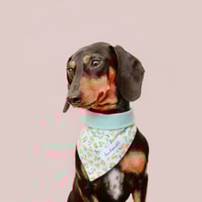 Hundehalstuch modern pastel türkis neon