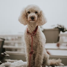 hundsoadli tauleine handmade rot 