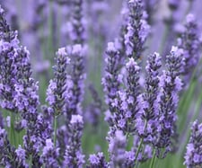 Heimische räucherpflanzen in der Schweiz