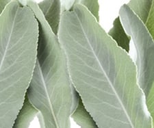 Mehr über den weissen Salbei (Salvia apiana) und andere Salbei-Arten