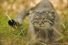 chat de pallas manul