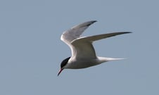 Flussseeschwalbe, Foto: Gerd Wellner