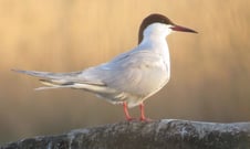 Flussseeschwalbe, Foto: Andrea Arends