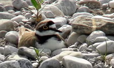 Flussregenpfeifer, Foto: Martin Held