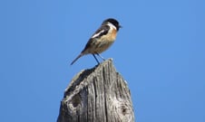 Schwarzkehlchen, Foto: Andrea Arends