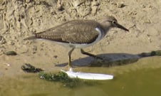 Flussuferläufer, Foto: Andrea Arends