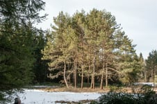 Streuwiese im Zellbachtal, Foto: Sabine Tappertzhofen