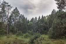 Moorwald, Foto: Jonas Meyer