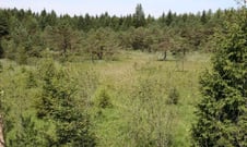 Hangquellmoor, Foto: S. Tappertzhofen