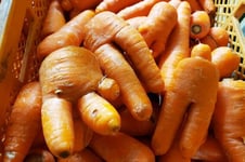 規格外でも味はよし。有機栽培の人参
