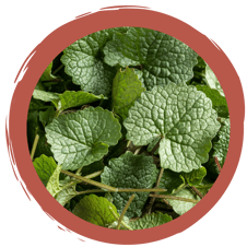 Wildkräuter-Rätsel