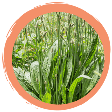 PFIFFER-Podcast: Spitzwegerichsalbe