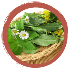 Wildkräuter als Muse