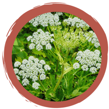 Wildkräuter-Wortspiel-Rätseln