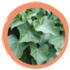 Efeu-Waschmittel selbst herstellen