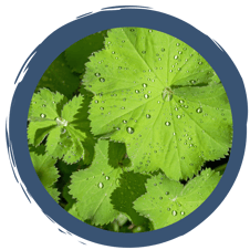 Ein magisches Kraut – der Frauenmantel