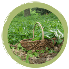 Allgemeine Wildkräuter Sammeltipps: