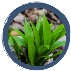 Bärlauch, der Waldknoblauch