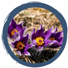 Internationaler Ehrentag der Pflanze