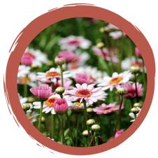 Zauberhaftes Wiesen-Kopfkino mit Wohlfühlgarantie