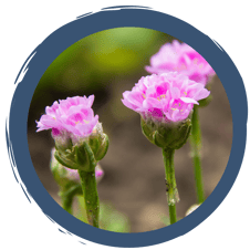 Strandgrasnelke - Blume des Jahres 2024