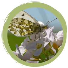 Wildkräuter-Genuss-Spaziergang