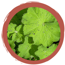 Geschichte: Der Elfenkönig und der Frauenmantel