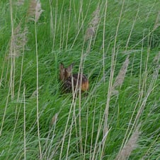 versteckter Besucher im Mai 2021, Bild: Martin Wölker