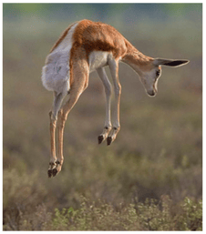 Gazelle de Thomson ; source : Yathin Krishnappa