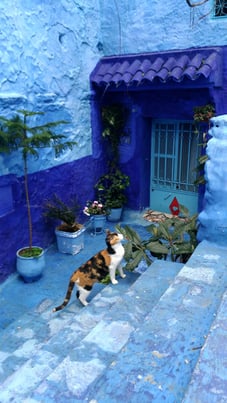 モロッコ/シャウエン/猫と青い背景が良く似合います。