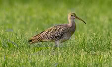 Großer Brachvogel, Foto: Bettina Kelm