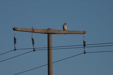 Foto: NABU/Daniel Schmidt-Rothmund