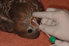 Foto: NABU/Daniel Schmidt-Rothmund