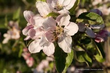Apfelblüte