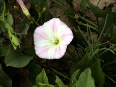 This is a picture of bindweed