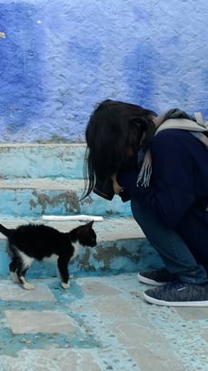 モロッコ旅行/シャウエンの猫