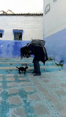 モロッコ旅行/シャウエンの猫