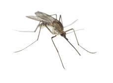 moustique  image  transparent insectes png pour illustration ecole montessori