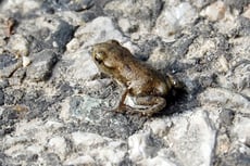 Kröten und Frösche