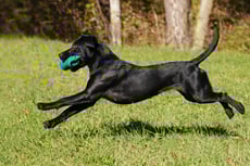 elevencreeklabradors