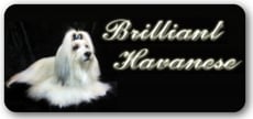 ハバニーズ専門ブリーダーブリリアントハバニーズ(Brilliant Havanese