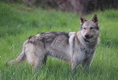 chien loup tchécoslovaque caractere origine sante poil couleur entretien fiche chien