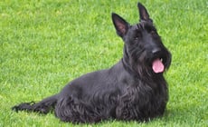 scottish terrier caractere origine sante poil couleur entretien fiche chien
