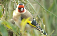 chardonneret elegant