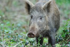 sanglier taille poids longevite habitat alimentation