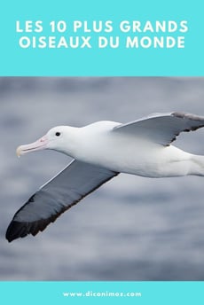 les 10 plus grands oiseaux du monde