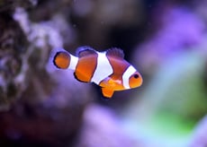 poisson clown poids taille répartition alimentation habitat