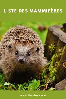 liste des mammifères par ordre alphabétique de A à Z