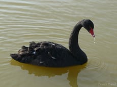 cygne noir